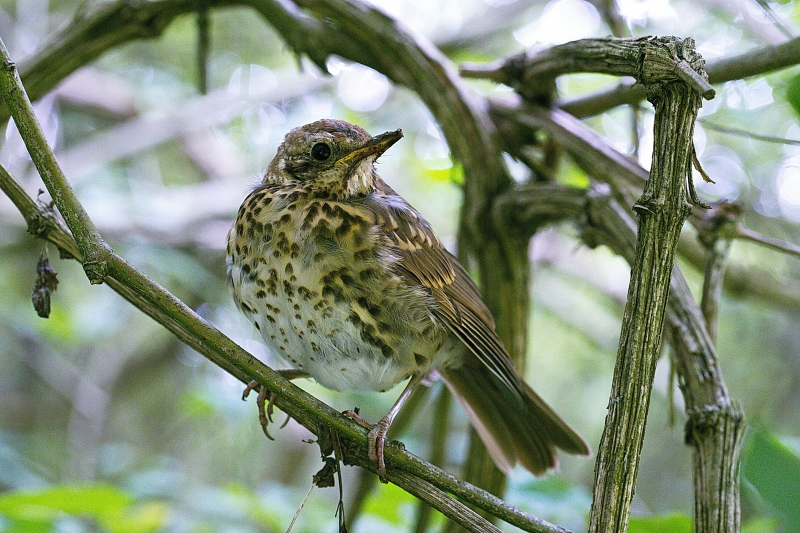 Photo Oiseaux Grive musicienne (Turdus philomelos)