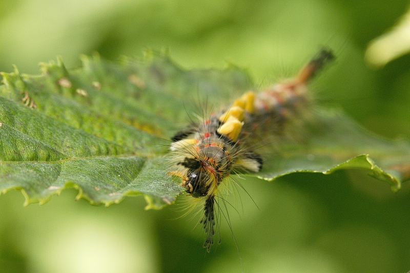 Photo Insectes Chenille du Bombyx étoilé