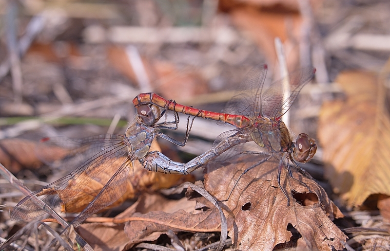 Photo Insectes Sympétrum strié (Sympetrum striolatum)