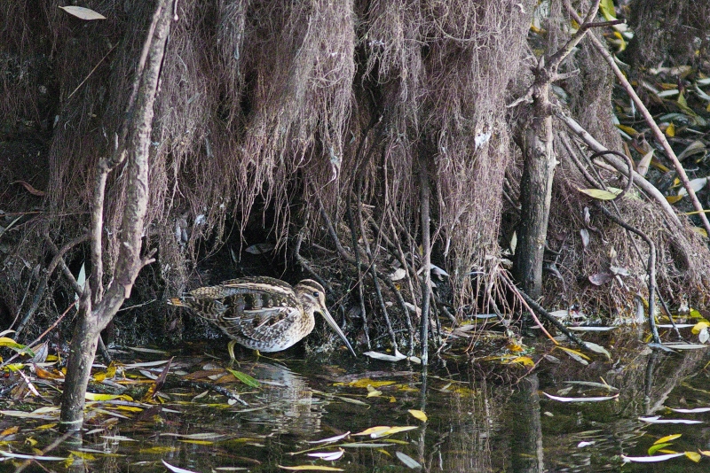 Photo Oiseaux Bécassine des marais (Gallinago gallinago)