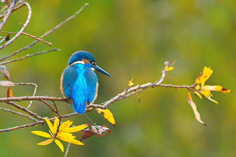 Photo Oiseaux Martin-pêcheur d'Europe (Alcedo atthis)