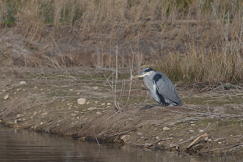 Photo Oiseaux Héron cendré (Ardea cinerea)