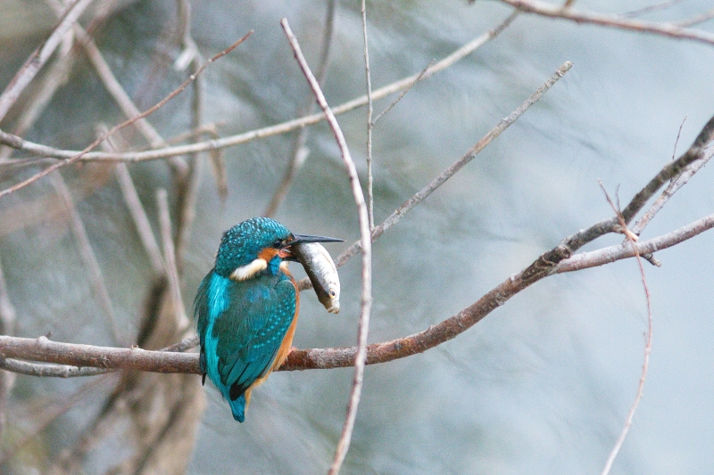 Photo Oiseaux Martin-pêcheur d'Europe (Alcedo atthis)