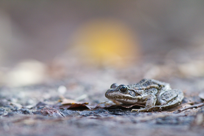 Photo Amphibiens Grenouille verte 