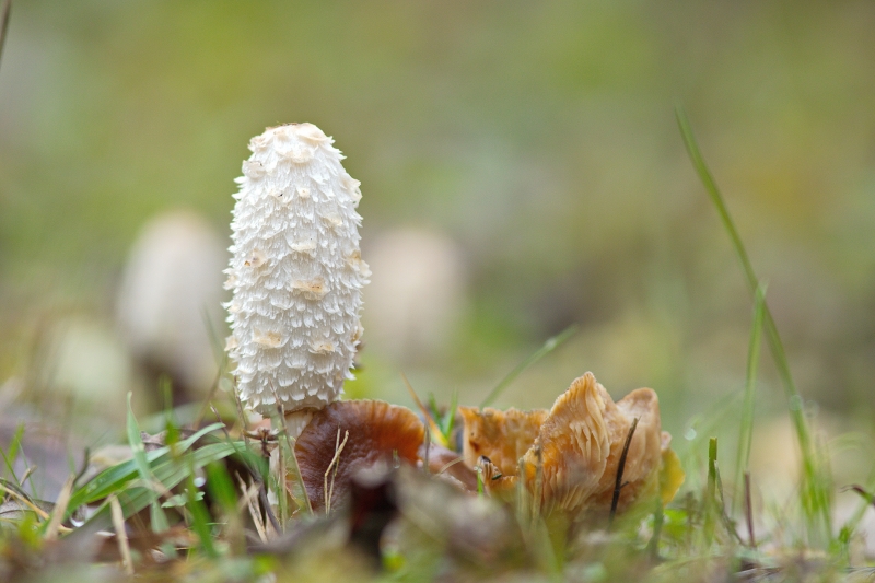 Photo Autres Coprin chevelu (Coprinus comatus)