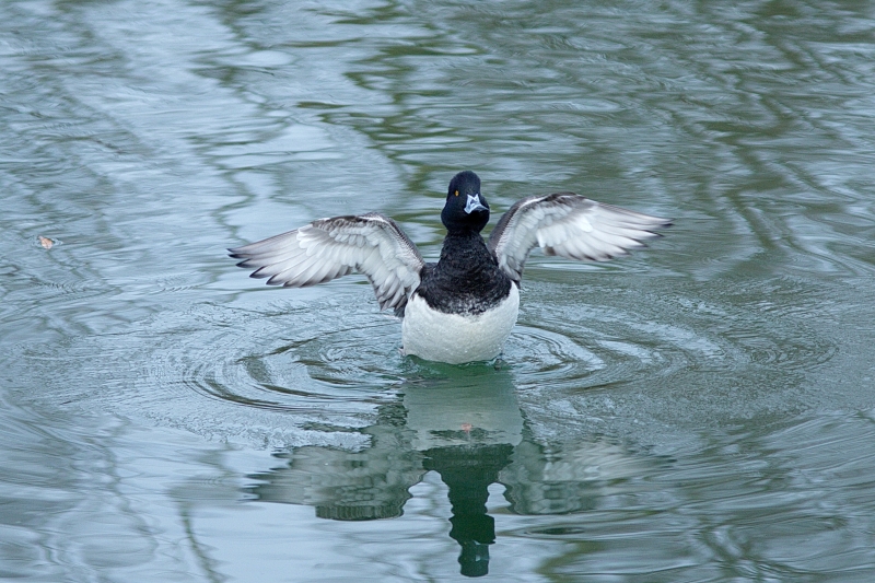 Photo Oiseaux Fuligule morillon (Aythya fuligula)