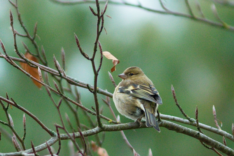 Photo Oiseaux Pinson des arbres (Fringilla coelebs)