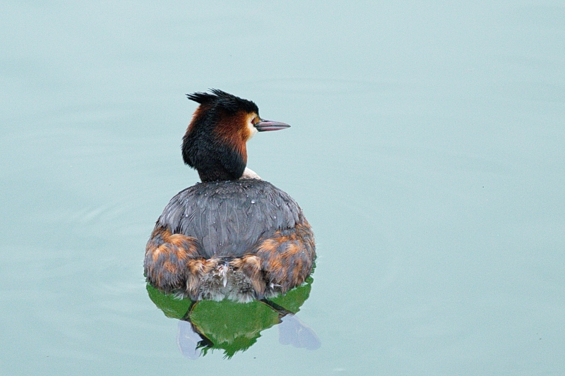 Photo Oiseaux Grèbe huppé (Podiceps cristatus)