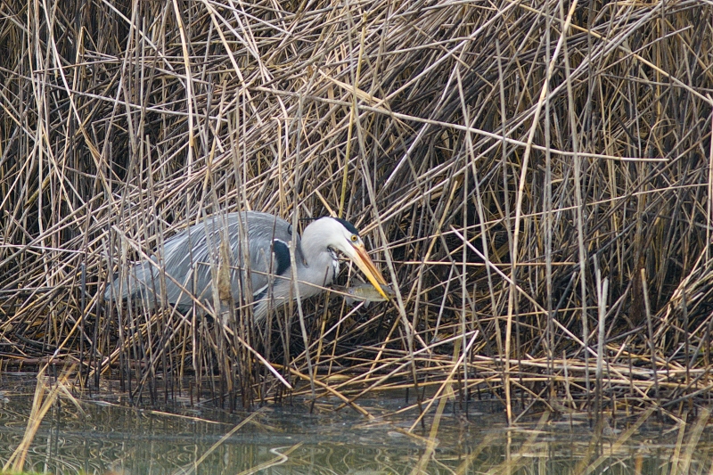 Photo Oiseaux Héron cendré (Ardea cinerea)