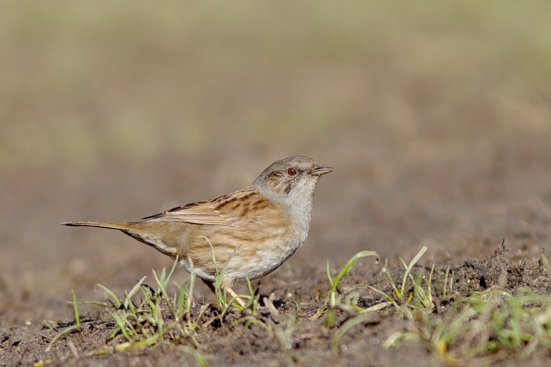 Photo Oiseaux Accenteur mouchet (Prunella modularis)