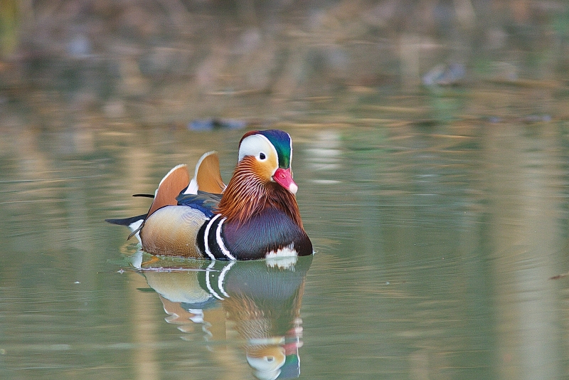 Photo Oiseaux Canard mandarin