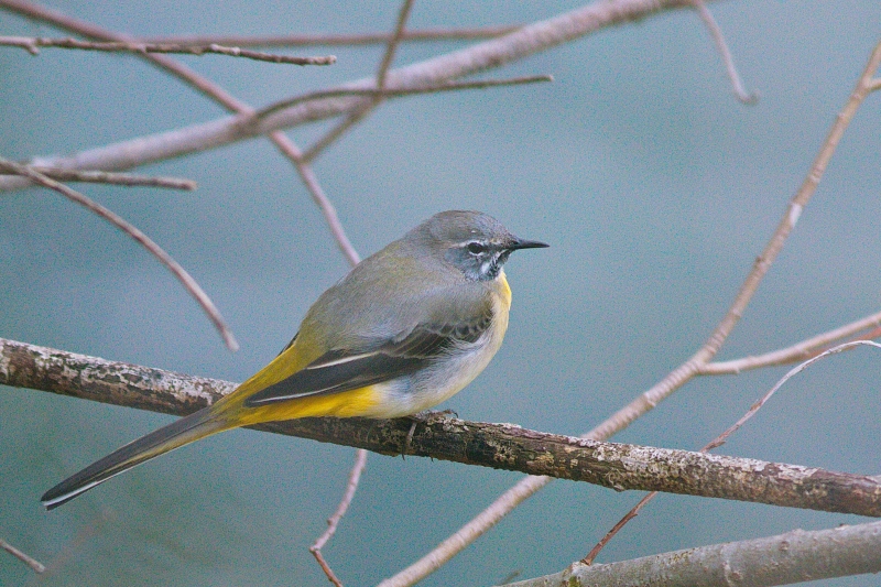 Photo Oiseaux Bergeronnette des ruisseaux (Motacilla cinerea)