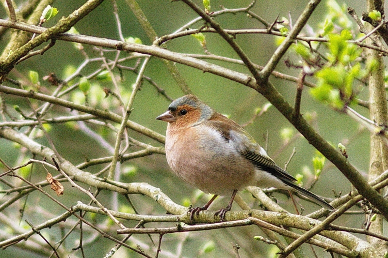 Photo Oiseaux Pinson des arbres (Fringilla coelebs)