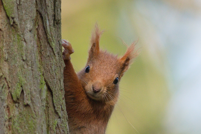 Photo Mammifères Ecureuil roux (Sciurus vulgaris)