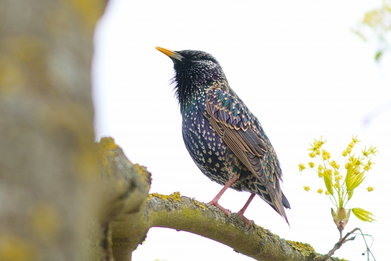 Photo Oiseaux Etourneau sansonnet (Sturnus vulgaris)