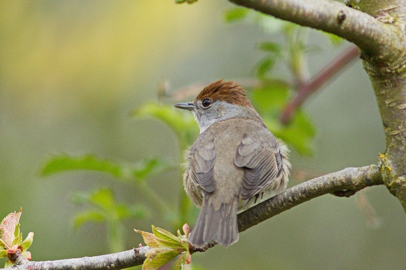 Photo Oiseaux Fauvette à tête noire (Sylvia atricapilla)