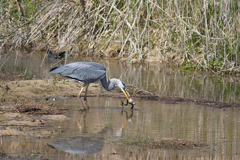 Photo Oiseaux Héron cendré (Ardea cinerea)