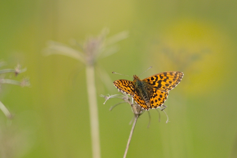 Photo Insectes Petite violette (Boloria dia)