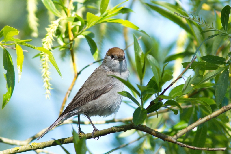 Photo Oiseaux Fauvette à tête noire (Sylvia atricapilla)