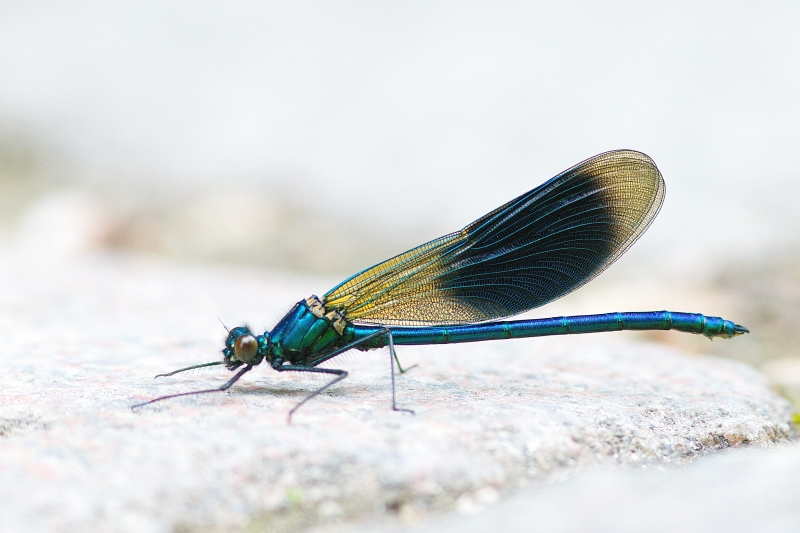 Photo Insectes Caloptéryx éclatant (Calopteryx splendens)