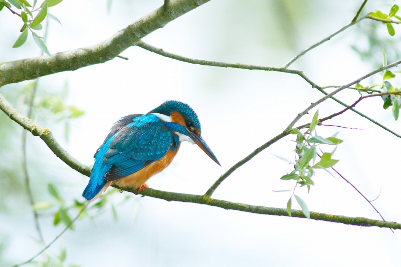 Photo Oiseaux Martin-pêcheur d'Europe (Alcedo atthis)