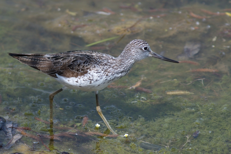 Photo Oiseaux Chevalier aboyeur (Tringa nebularia)