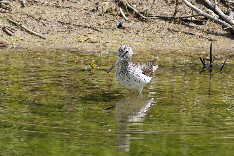 Photo Oiseaux Chevalier aboyeur (Tringa nebularia)