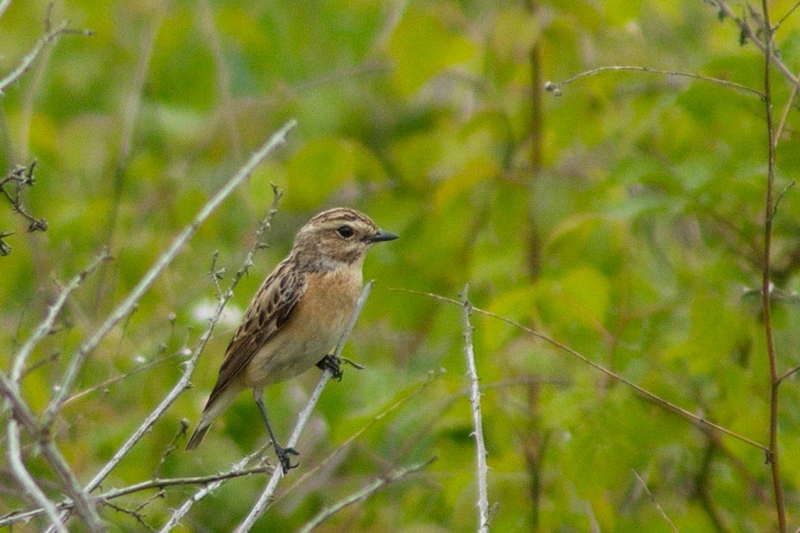 Photo Oiseaux Tarier des prés (Saxicola rubetra)