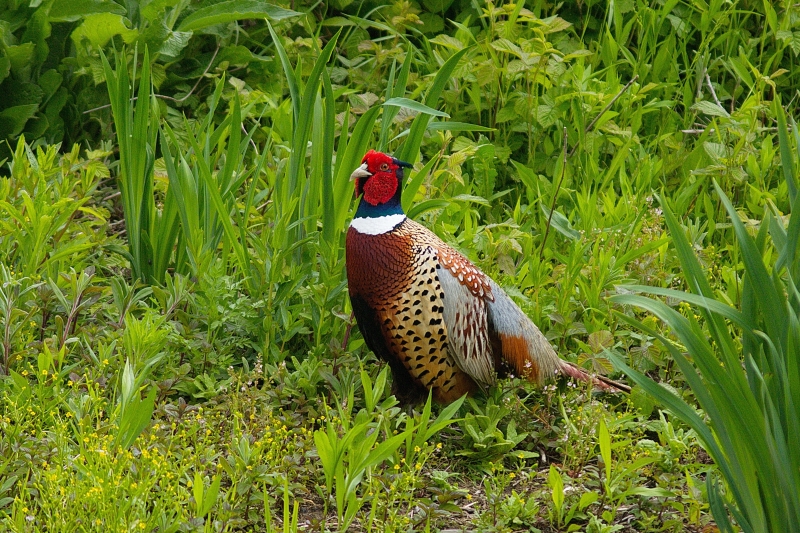 Photo Oiseaux Faisan de Colchide (Phasianus colchicus)