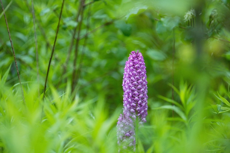 Photo Flore Orchis pyramidal (Anacamptis pyramidalis)