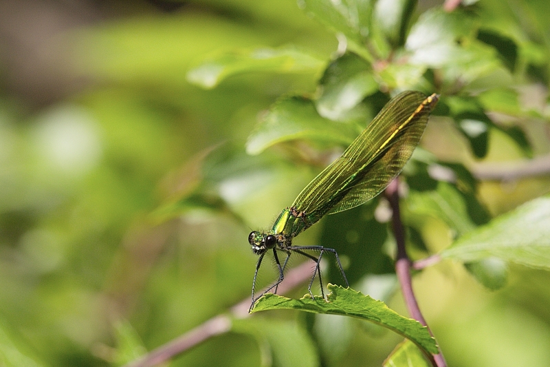 Photo Insectes Caloptéryx éclatant (Calopteryx splendens)