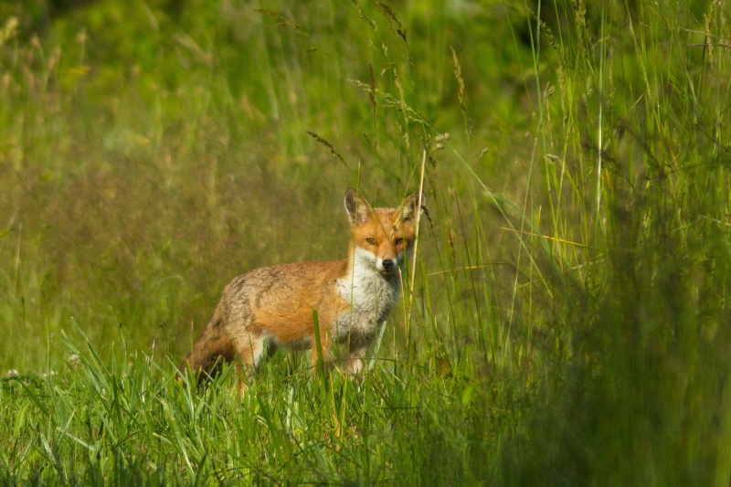 Photo Mammifères Renard roux (vulpes vulpes).