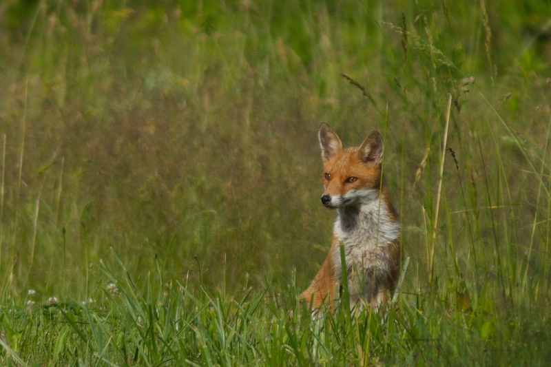 Photo Mammifères Renard roux (vulpes vulpes).