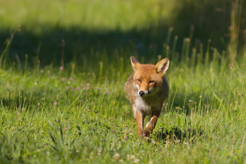 Photo Mammifères Renard roux (vulpes vulpes).