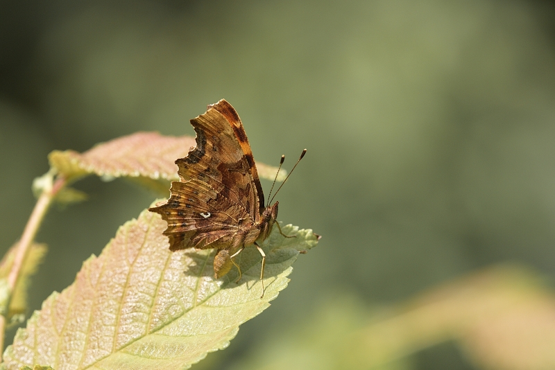 Photo Insectes Robert-le-Diable (Polygonia c-album)