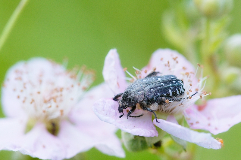 Photo Insectes Cétoine grise (Oxythyrea funesta)