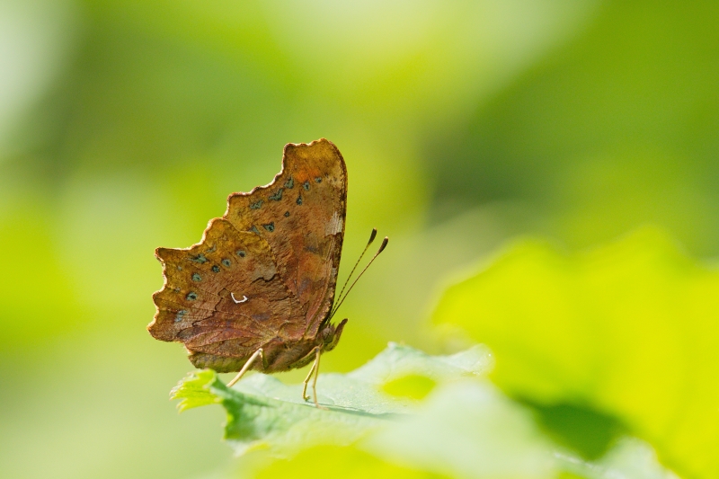 Photo Insectes Robert-le-Diable (Polygonia c-album)