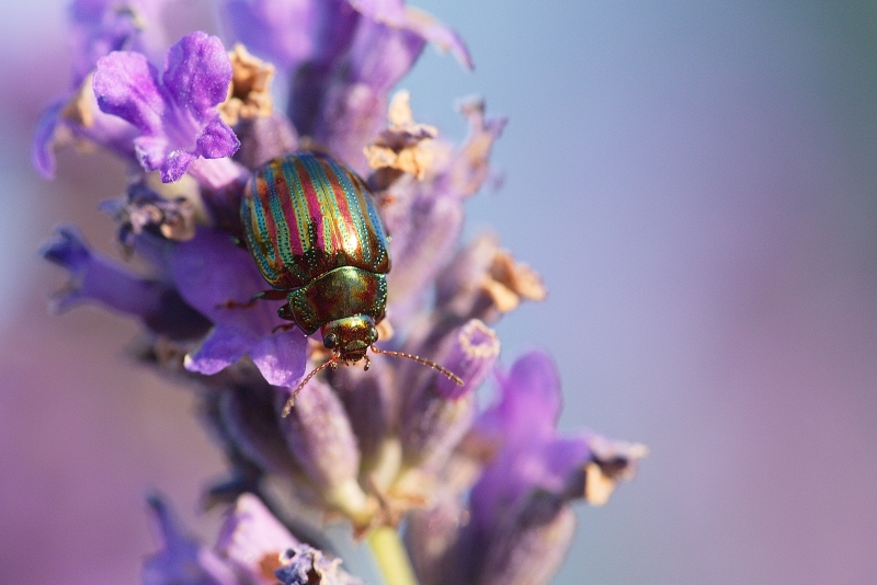 Photo Insectes Chrysomèle du romarin (Chrysolina americana)