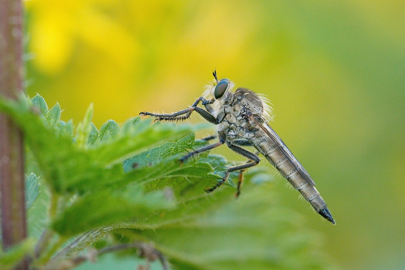 Photo Insectes Mouche à toison