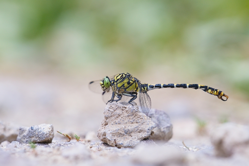 Photo Insectes Gomphe à pinces (Onychogomphus forcipatus)