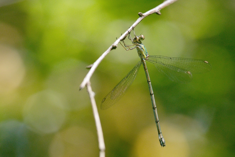 Photo Insectes Leste vert (Chalcolestes viridis)