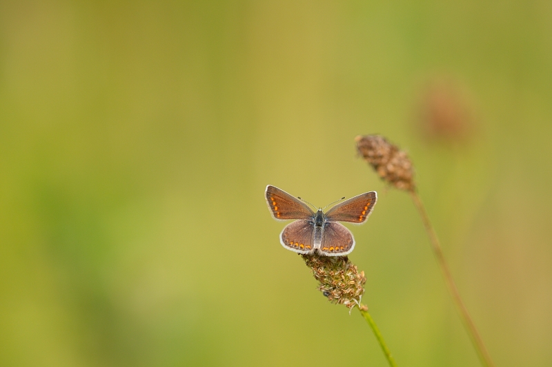 Photo Insectes Argus bleu (Polyommatus icarus)