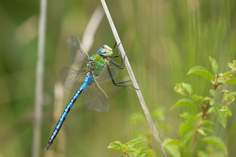 Photo Insectes Anax empereur (Anax imperator)