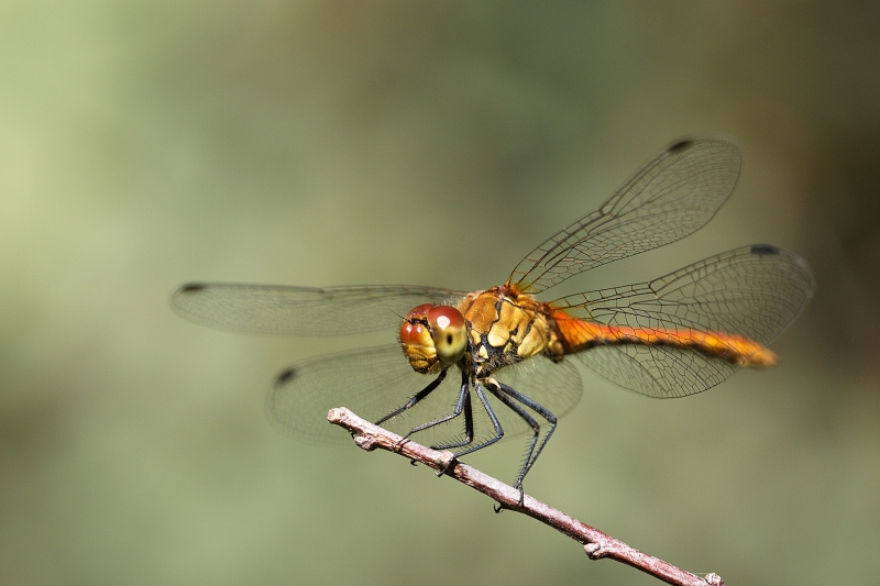 Photo Insectes Sympétrum rouge sang (Sympetrum sanguineum)