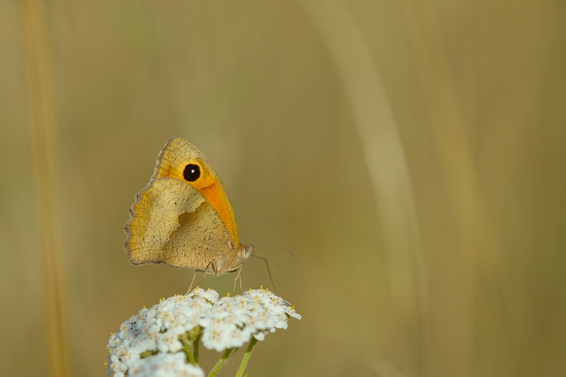 Photo Insectes Myrtil (Maniola jurtina)