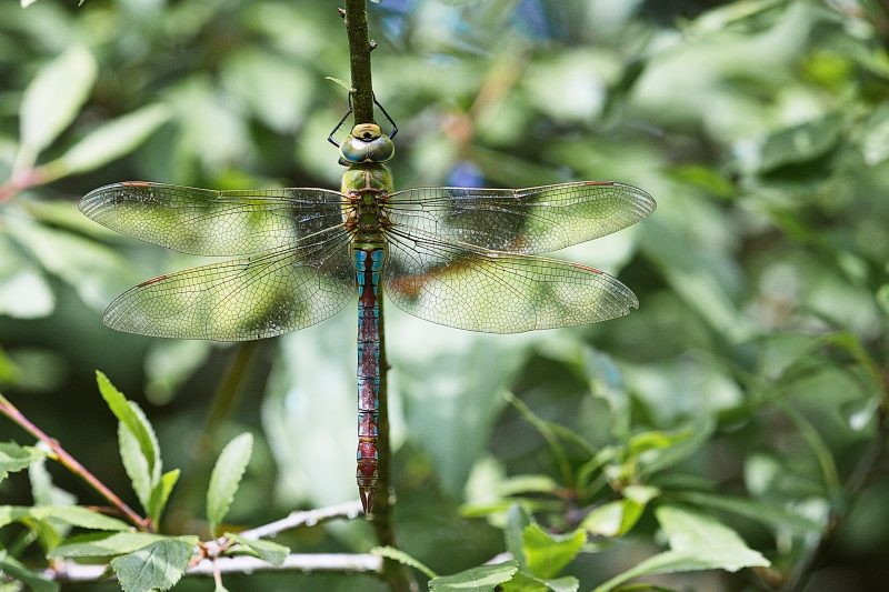 Photo Insectes Anax empereur (Anax imperator)