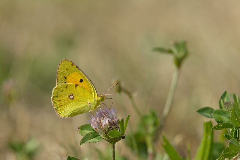 Photo Insectes Souci (Colias crocea)