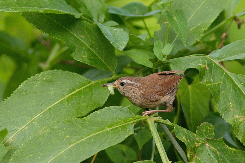 Photo Oiseaux Troglodyte mignon (Troglodytes troglodytes)