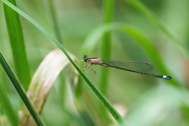 Photo Insectes Agrion élégant (Ischnura elegans)