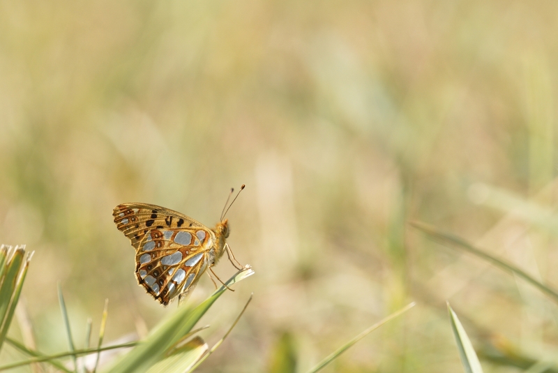 Photo Insectes Petit nacré (Issoria lathonia)